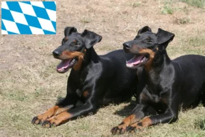 Read more about the article Manchester Terrier crescători și căței în Bavaria