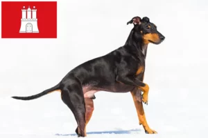 Read more about the article Manchester Terrier crescător și căței în Hamburg