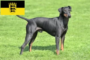 Read more about the article Manchester Terrier crescători și căței în Baden-Württemberg