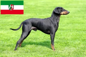 Read more about the article Manchester Terrier crescători și căței în Renania de Nord-Westfalia