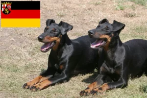 Read more about the article Manchester Terrier crescători și căței în Renania-Palatinat