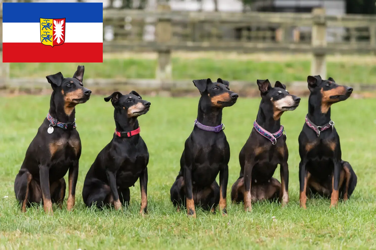 Read more about the article Manchester Terrier crescători și căței în Schleswig-Holstein