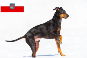 Read more about the article Manchester Terrier crescători și căței în Thuringia