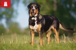 Read more about the article Marele câine de munte elvețian Mountain Dog crescător și căței în Hamburg