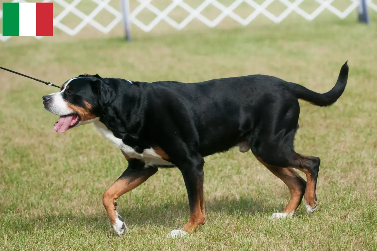 Read more about the article Mare elvețian Mountain Dog Breeder și căței în Italia