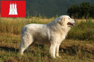 Read more about the article Maremma Abruzzi Sheepdog crescători și căței în Hamburg