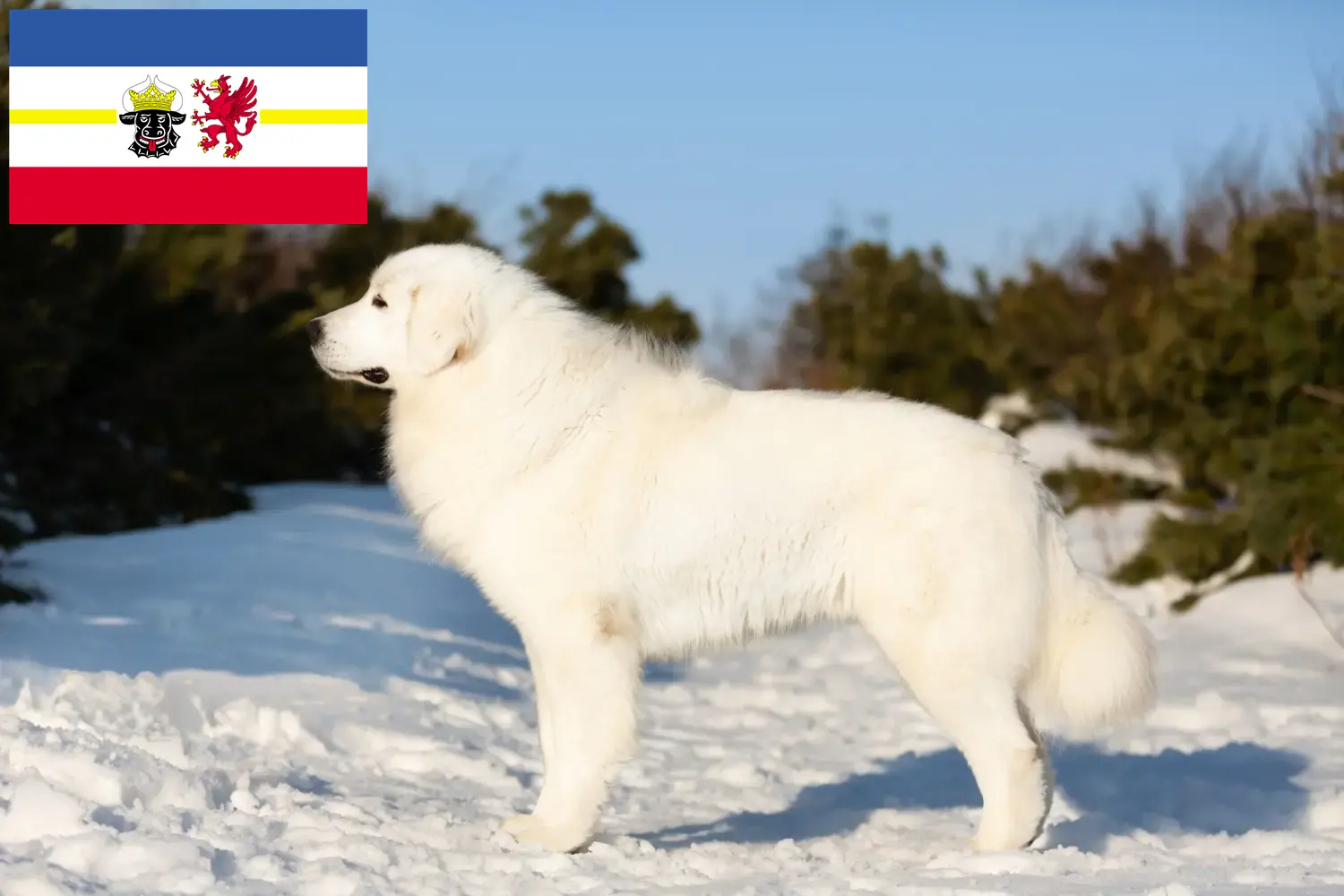 Read more about the article Maremma Abruzzi Sheepdog crescători și căței în Mecklenburg-Vorpommern