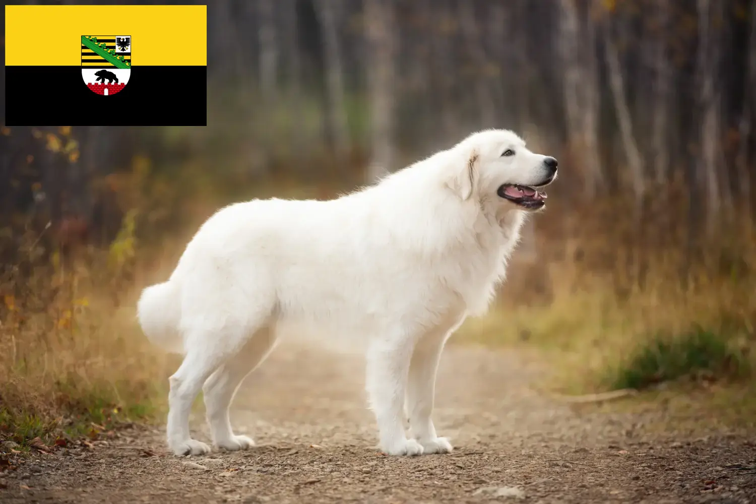 Read more about the article Maremma Abruzzi Sheepdog crescători și căței în Saxonia-Anhalt