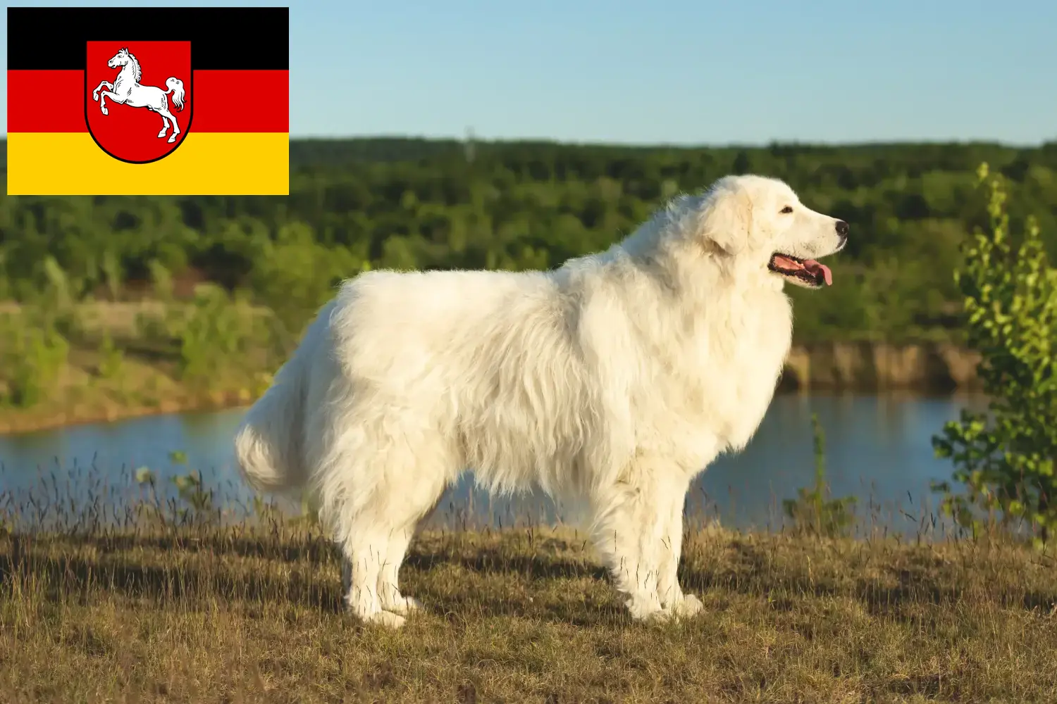 Read more about the article Maremma Abruzzi Sheepdog crescători și căței în Saxonia Inferioară