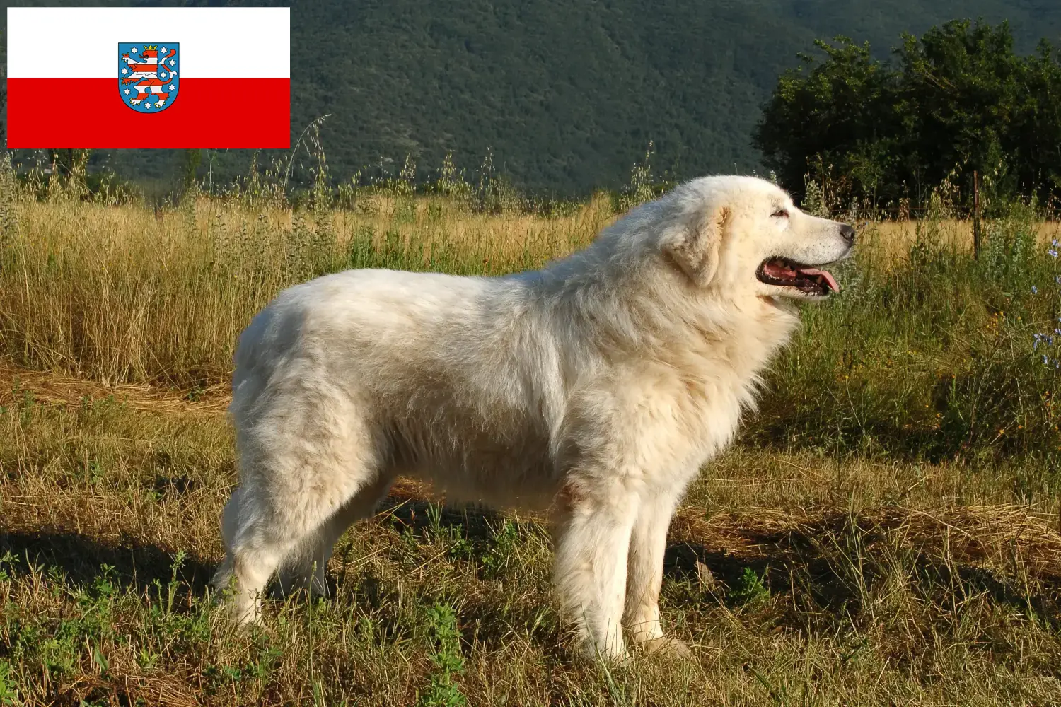 Read more about the article Maremma Abruzzi Sheepdog crescători și căței în Thuringia