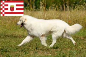 Read more about the article Maremma Abruzzi Sheepdog crescători și căței în Bremen