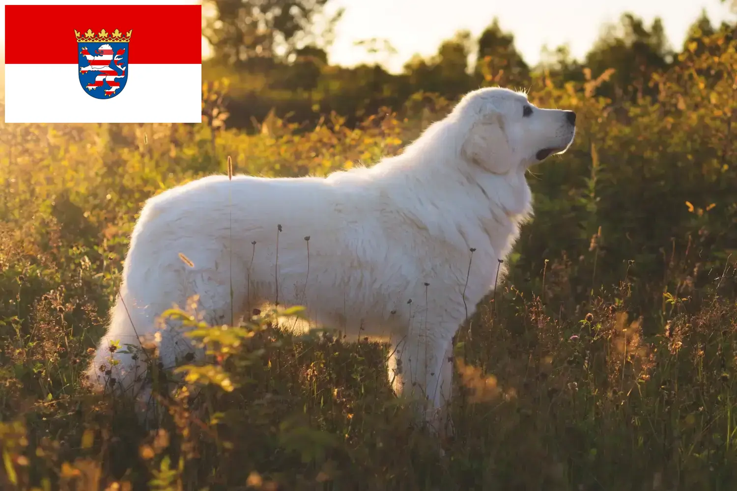 Read more about the article Maremma Abruzzi Sheepdog crescători și căței în Hesse