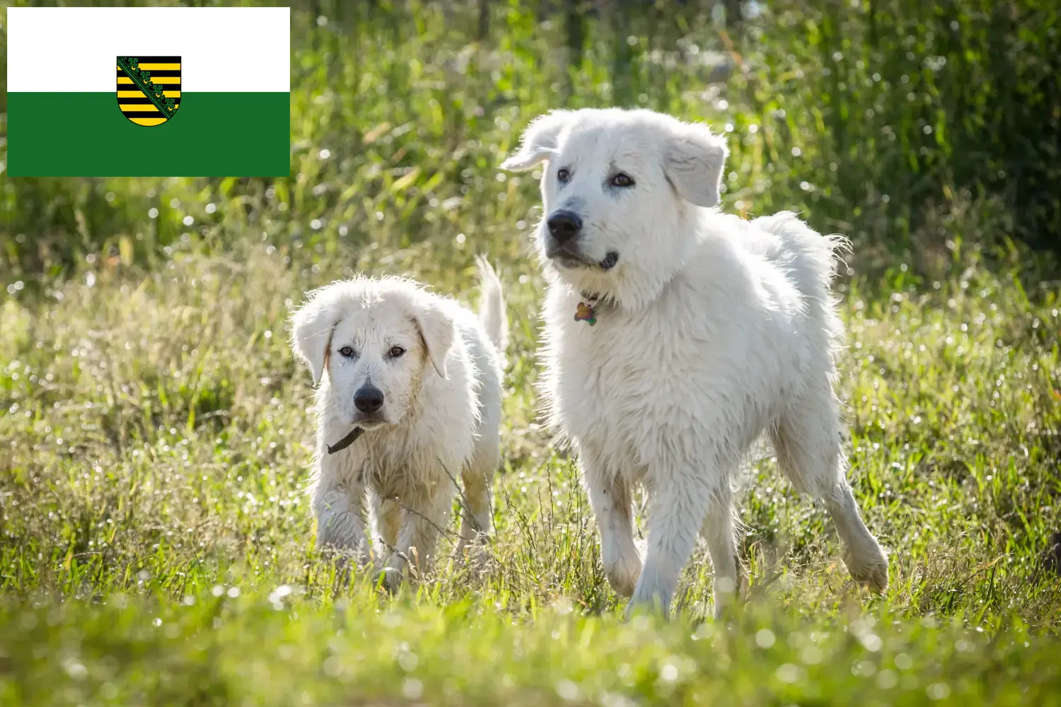 Read more about the article Maremma Abruzzi Sheepdog crescători și căței în Saxonia