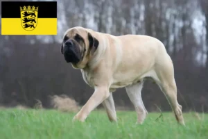 Read more about the article Crescători de mastiff și căței în Baden-Württemberg