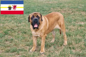 Read more about the article Crescători de mastiff și căței în Mecklenburg-Vorpommern