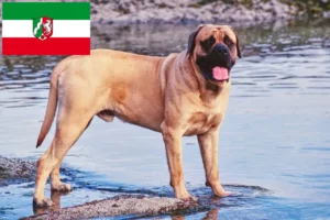 Read more about the article Crescători de mastiff și căței în Renania de Nord-Westfalia