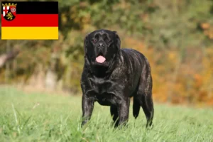 Read more about the article Crescători de mastiff și căței în Renania-Palatinat