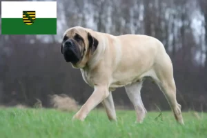 Read more about the article Crescători de mastiff și căței în Saxonia