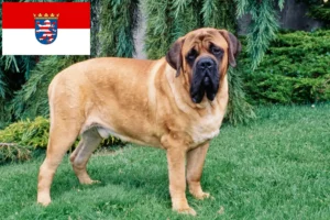 Read more about the article Crescători de mastiff și căței în Hessen