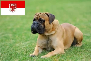 Read more about the article Crescători de mastiff și căței în Brandenburg