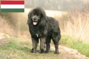 Read more about the article Tibetan Dog Breeder și căței în Ungaria