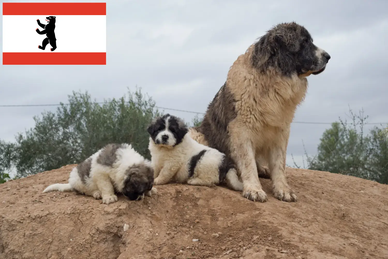 Read more about the article Mastín del Pirineo crescători și căței în Berlin