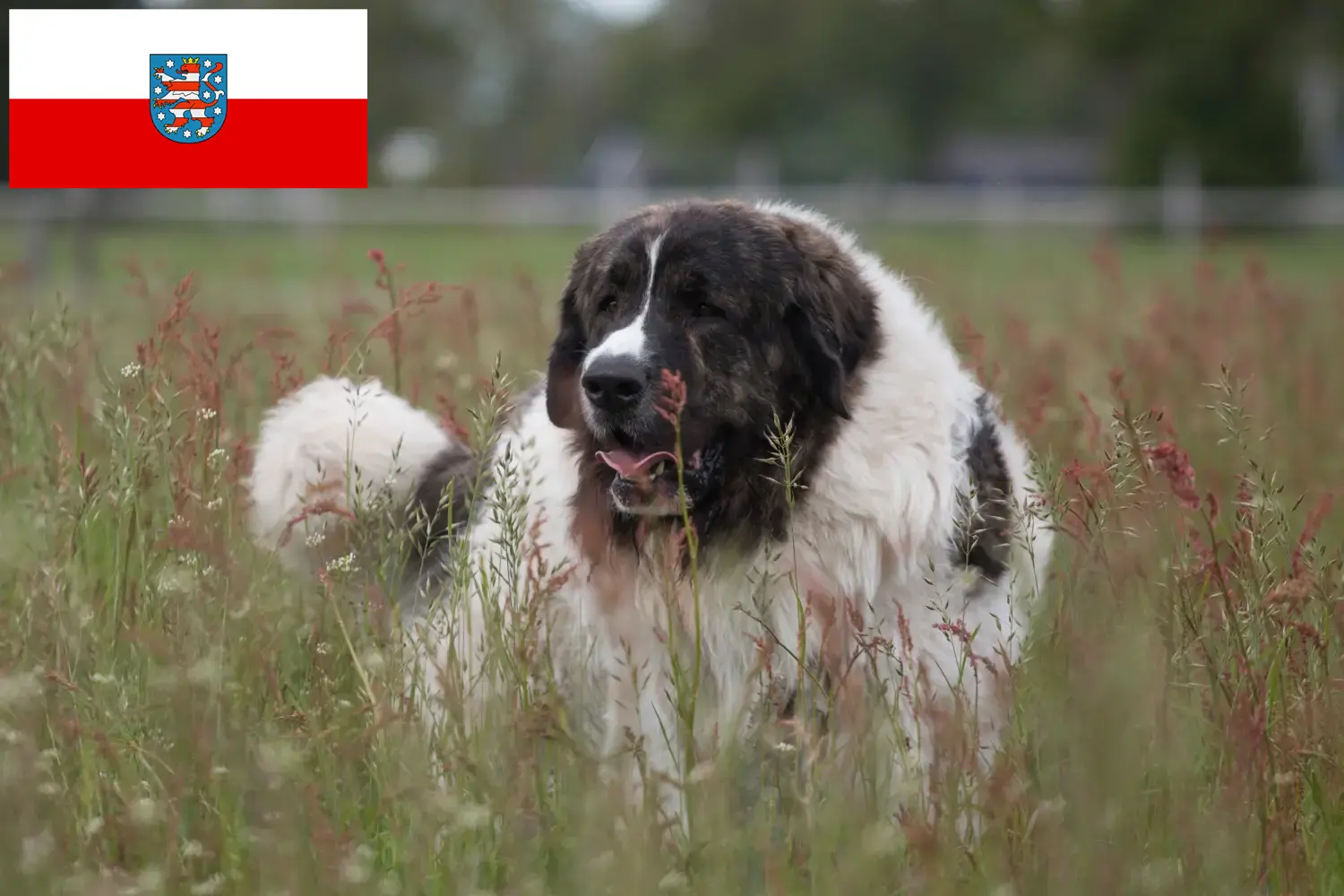 Read more about the article Mastín del Pirineo crescători și căței în Thuringia