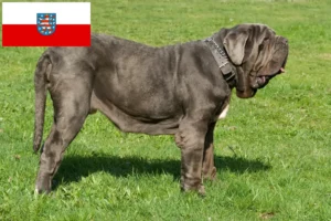 Read more about the article Mastino Napoletano crescători și căței în Thuringia