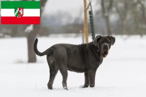 Read more about the article Mastino Napoletano crescători și căței în Renania de Nord-Westfalia