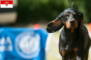 Read more about the article Black and Tan Coonhound crescători și căței în Brandenburg