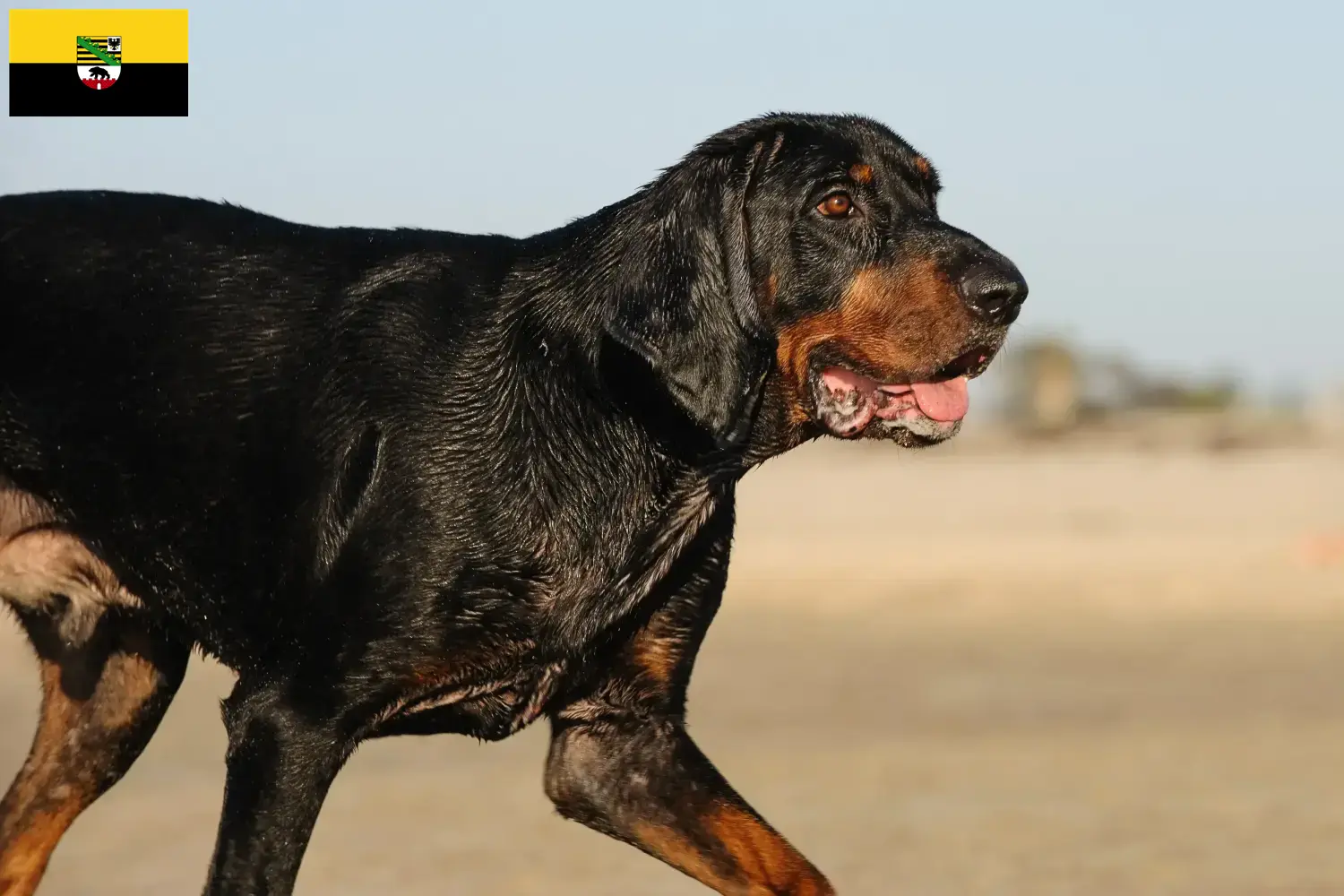 Read more about the article Black and Tan Coonhound crescători și căței în Saxonia-Anhalt