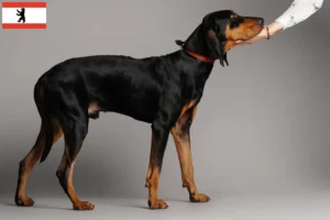 Read more about the article Black and Tan Coonhound crescători și căței în Berlin