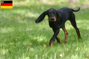 Read more about the article Black and Tan Coonhound crescători și căței în Rhineland-Palatinat