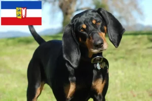 Read more about the article Black and Tan Coonhound crescători și căței în Schleswig-Holstein