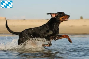 Read more about the article Black and Tan Coonhound crescători și căței în Bavaria