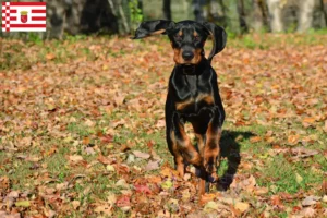 Read more about the article Black and Tan Coonhound crescători și căței în Bremen