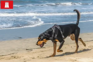 Read more about the article Black and Tan Coonhound crescători și căței în Hamburg