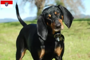 Read more about the article Black and Tan Coonhound crescători și căței în Hessen