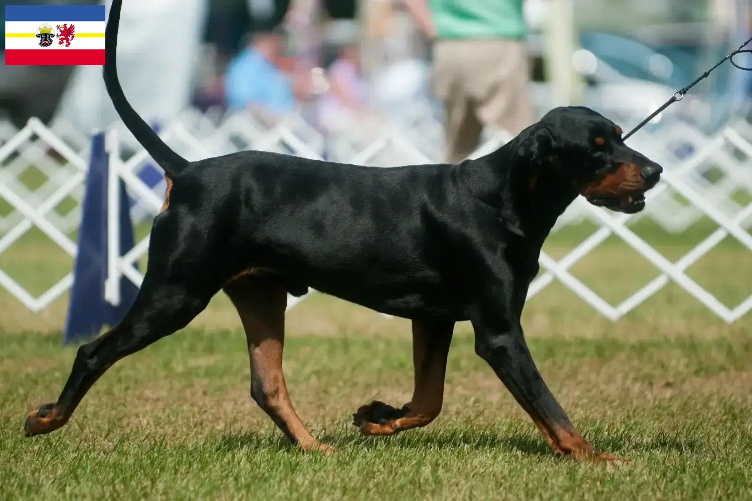 Read more about the article Black and Tan Coonhound crescători și căței în Mecklenburg-Vorpommern