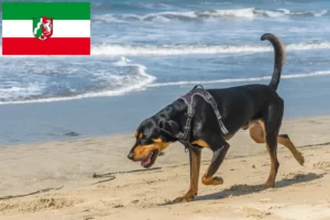 Read more about the article Black and Tan Coonhound crescători și căței în Renania de Nord-Westfalia