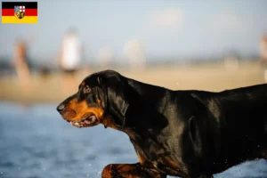 Read more about the article Black and Tan Coonhound crescători și căței în Saarland