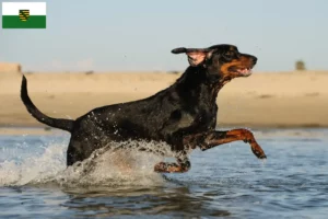 Read more about the article Black and Tan Coonhound crescători și căței în Saxonia