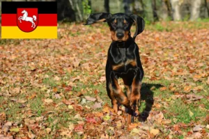 Read more about the article Black and Tan Coonhound crescători și căței în Saxonia Inferioară