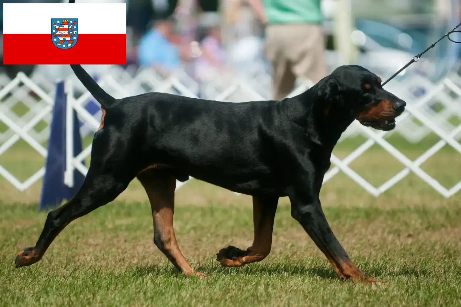 Read more about the article Black and Tan Coonhound crescători și căței în Thuringia