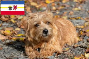 Read more about the article Norfolk Terrier crescători și căței în Mecklenburg-Vorpommern