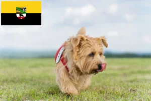 Read more about the article Norfolk Terrier crescători și căței în Saxonia-Anhalt