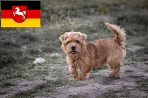 Read more about the article Norfolk Terrier crescători și căței în Saxonia Inferioară