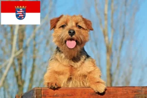 Read more about the article Norfolk Terrier crescători și căței în Hessen