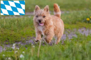 Read more about the article Norwich Terrier crescători și căței în Bavaria