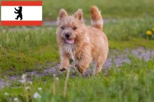 Read more about the article Norwich Terrier crescători și căței în Berlin